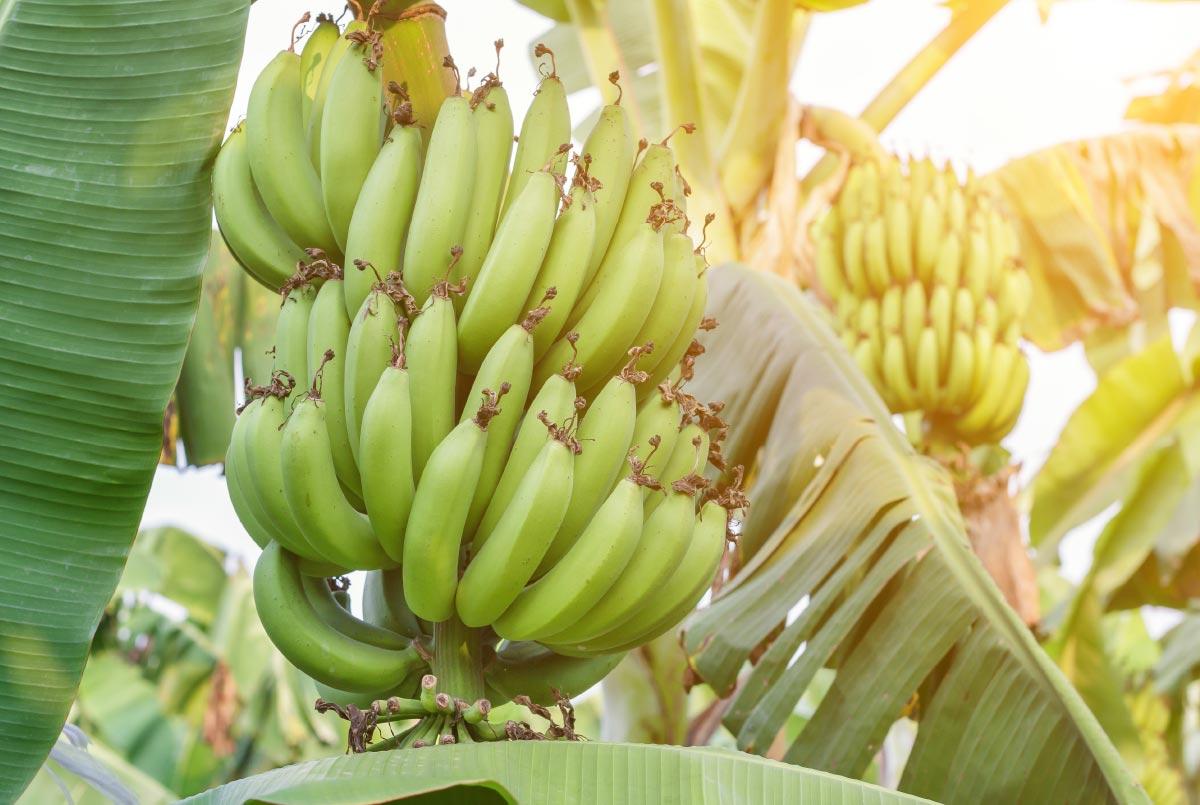 Industria de Banano