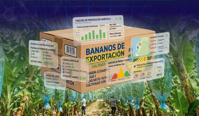 Del Dato a la Caja: Productividad Bananera Real