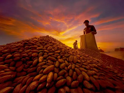 Control de Calidad Viva para exportación de cacao premium