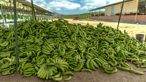 Estación meteorológica en campo bananero